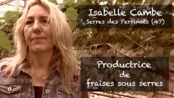 productrice de fraises sous serres
